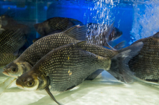 商場(chǎng)扁魚