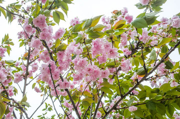 粉色櫻花