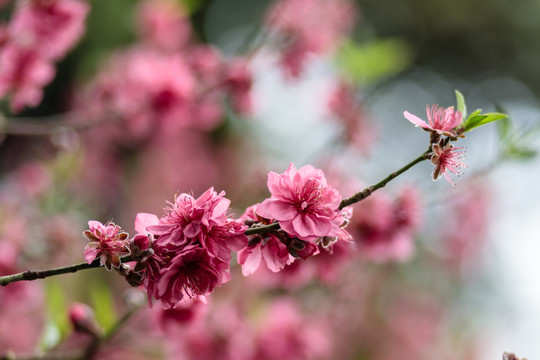 桃花