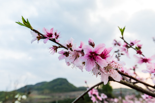 桃花