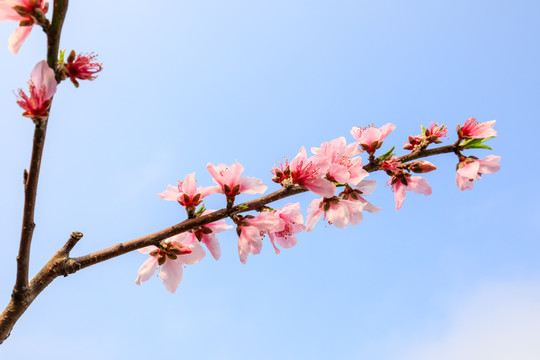 桃花
