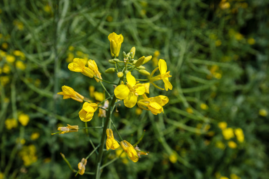 油菜花