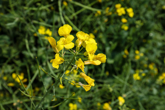 油菜花