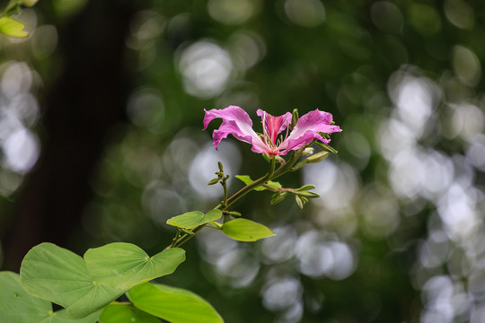 紫荊花
