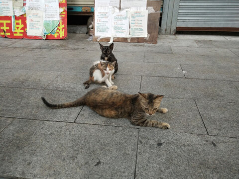 貓