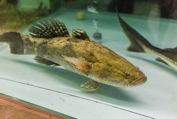 筍殼魚