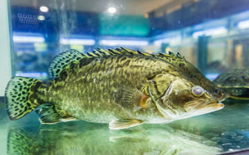桂魚 鱖魚