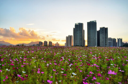 花海中的城市