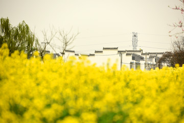 油菜花 農(nóng)舍