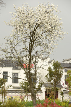 新農(nóng)村風(fēng)貌