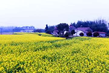 油菜花