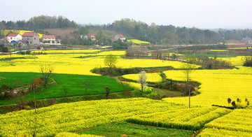 油菜花
