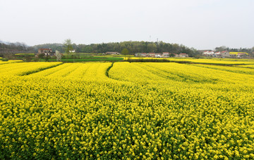 油菜花