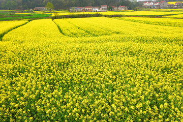 油菜花