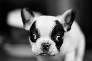 小斗牛犬