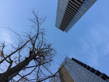 樹木剪影