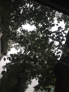 樹蔭參天
