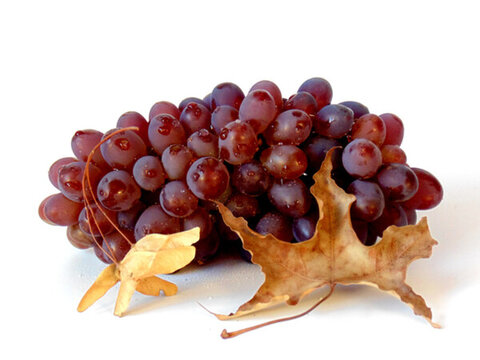 紅提