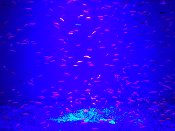 海洋生物