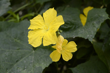 絲瓜花