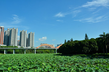 深圳洪湖公園