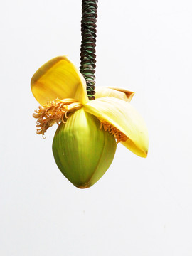 芭蕉花  芭蕉花蕾