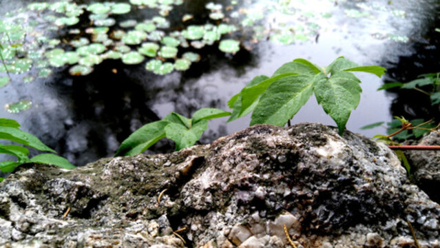 爬山虎