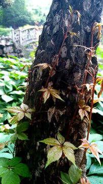 爬山虎