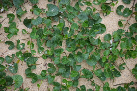 綠色植物