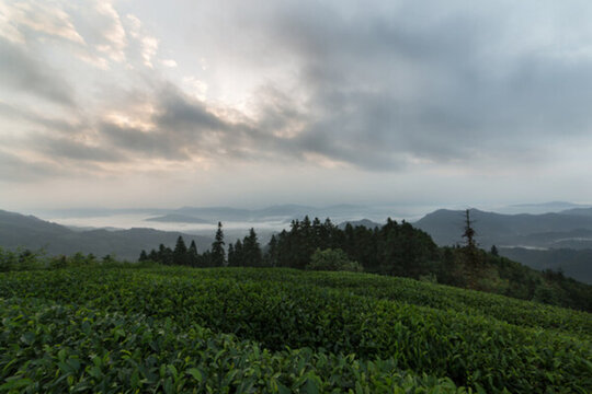 布央茶園日出云海