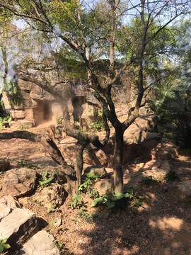 廣州動物園