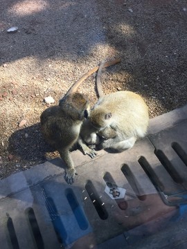 廣州動(dòng)物園猴子