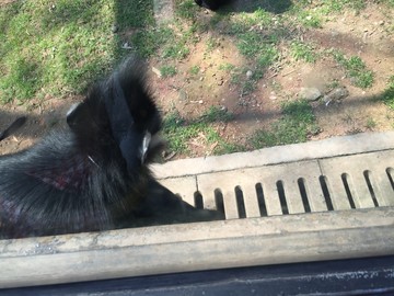 廣州動物園猴子