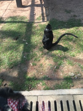 廣州動物園猴子