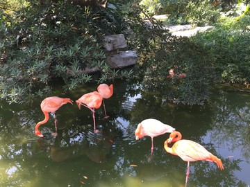 廣州動(dòng)物園鳥