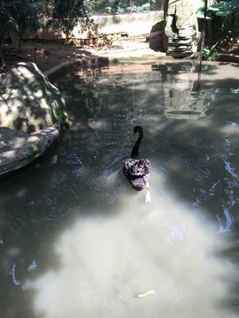廣州動(dòng)物園黑天鵝