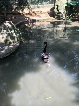 廣州動(dòng)物園黑天鵝