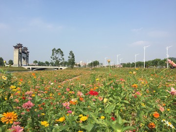 西樵山山腳花海