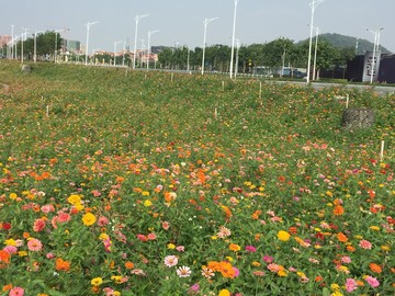 西樵山山腳花海