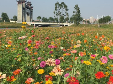 西樵山山腳花海