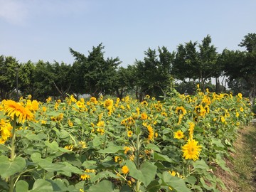 鮮艷的向日葵