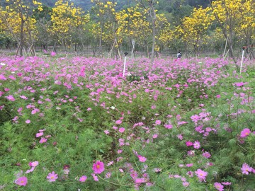 西樵環(huán)山花海