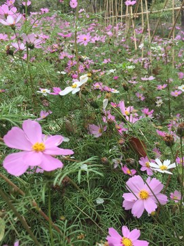 西樵環(huán)山花海