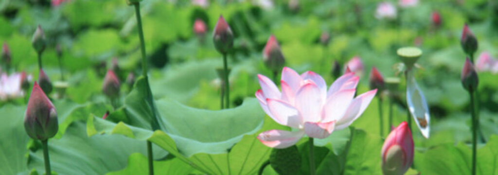荷花