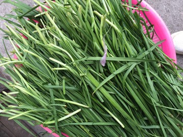 洗好的韭菜