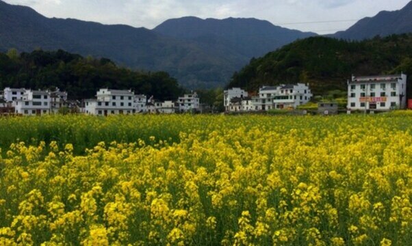 嶺腳油菜花田