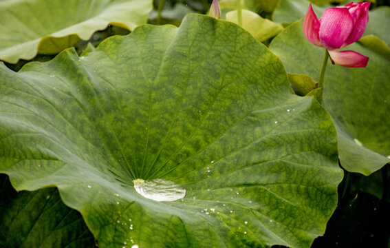 荷葉里的水滴