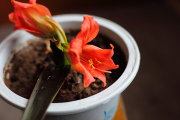 朱頂紅