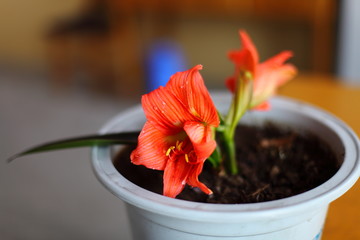 朱頂紅