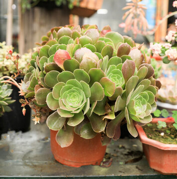 多肉植物